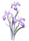 (c) Naturheilpraxis-iris-janin-kuester.de